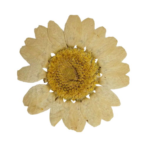 Fleur séchée pour symboliser la créativité artisanale de Zot